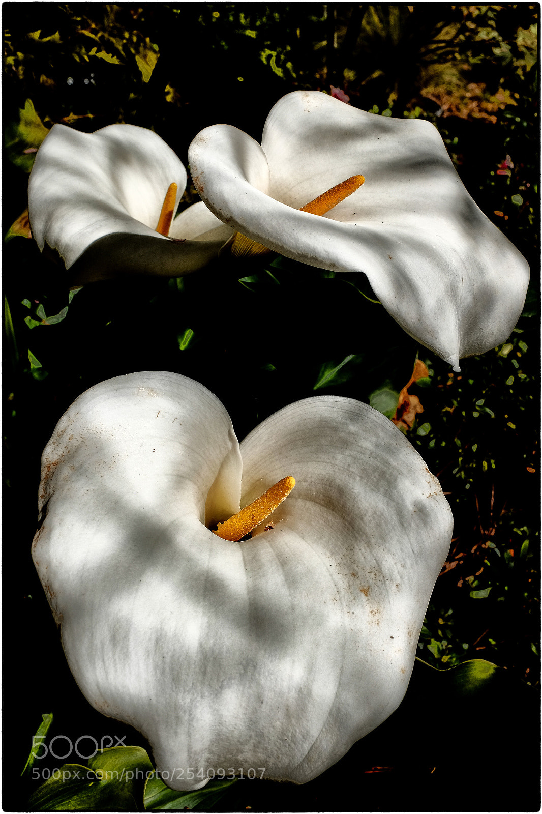 Fujifilm X100T sample photo. Calla lilies photography