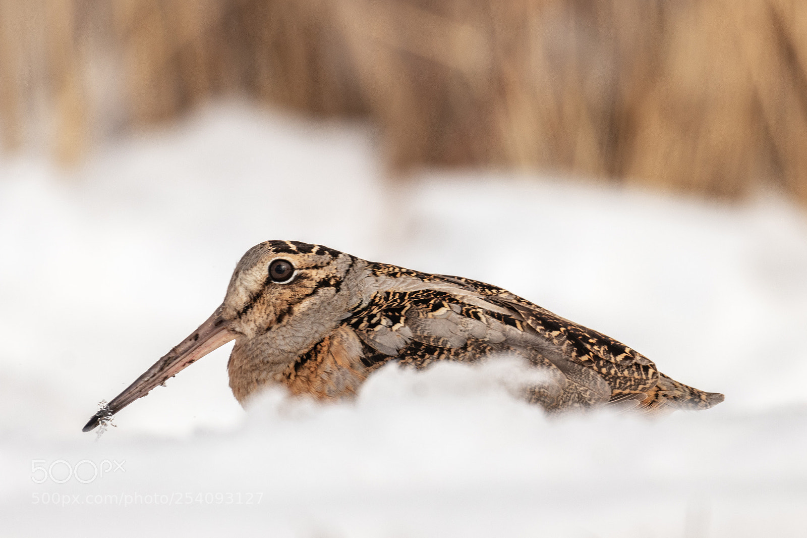 Canon EOS 80D sample photo. American woodcock photography