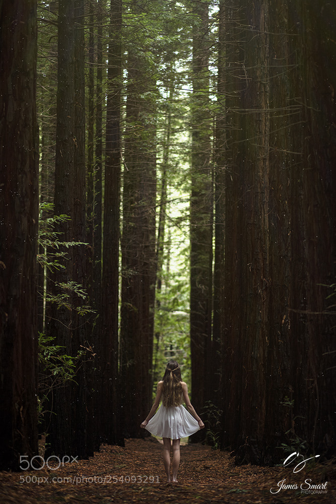 Canon EOS 5DS R sample photo. Between the trees photography