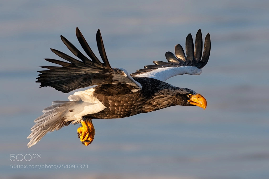 Nikon D800E sample photo. Steller eagle in flight photography