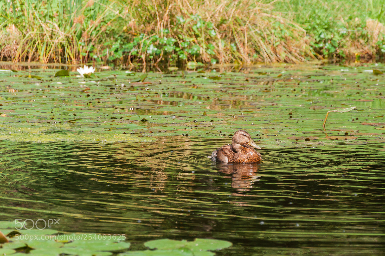 Nikon D90 sample photo. Floating spectator photography