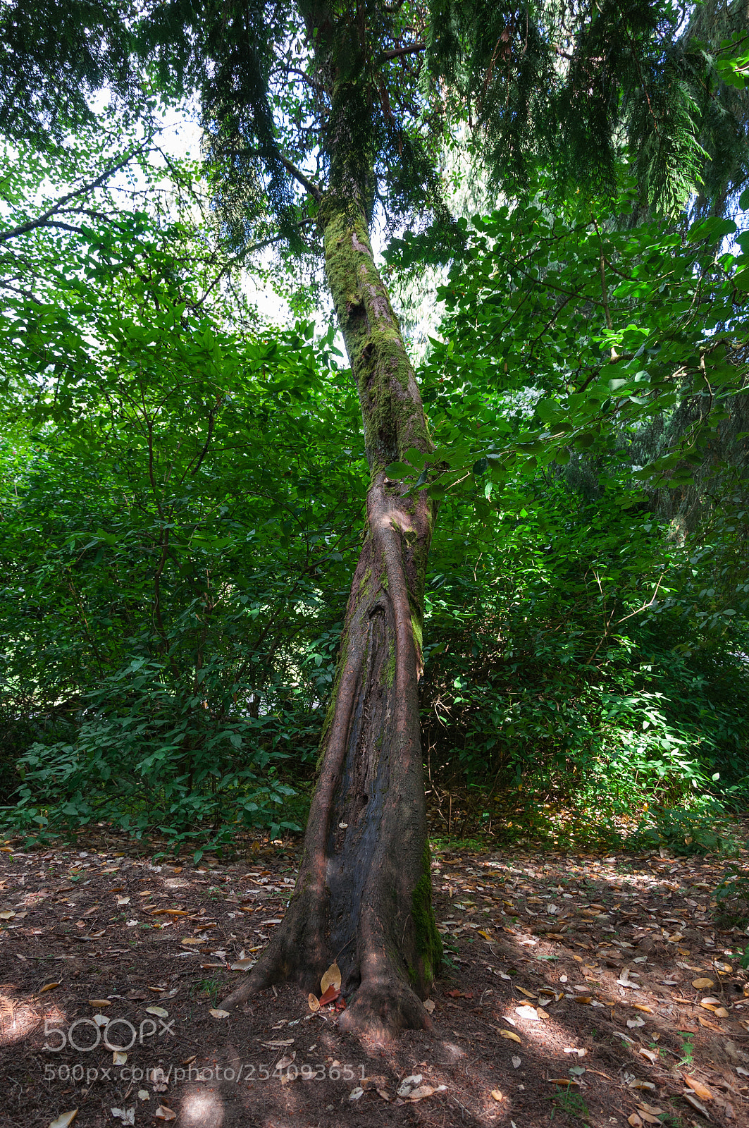 Nikon D90 sample photo. A lonely tree photography