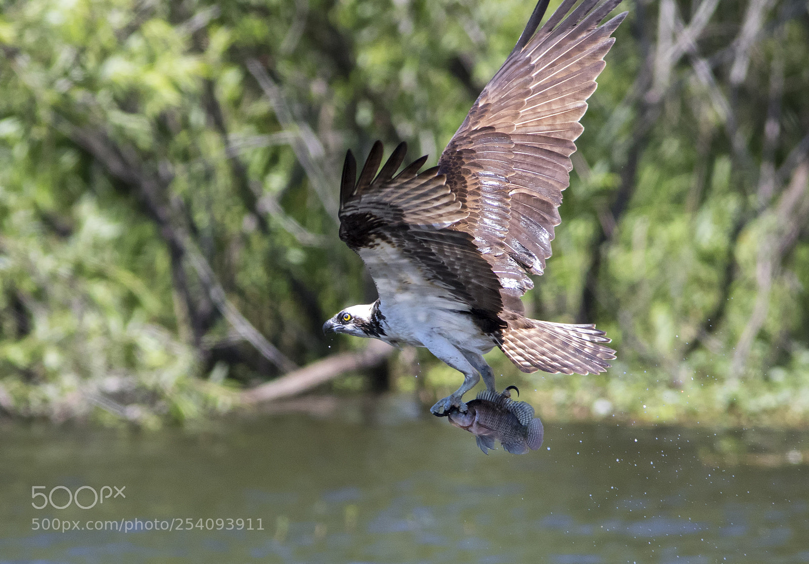 Canon EOS 7D Mark II sample photo. Osprey catches fish photography