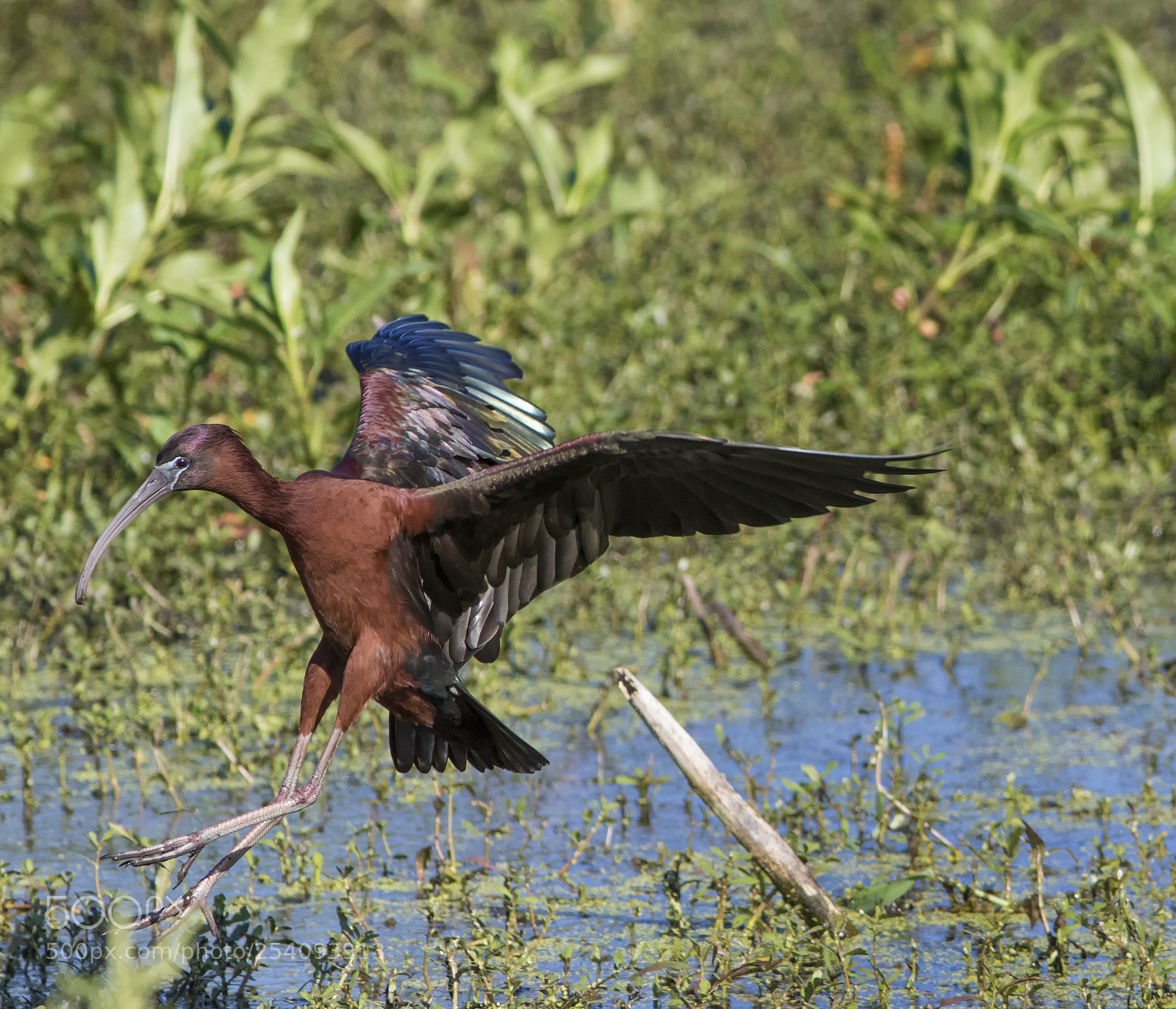 Canon EOS 7D Mark II sample photo. Glossy ibis landing photography