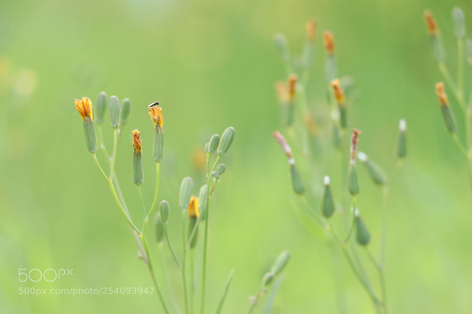 Canon EOS 80D sample photo. 花儿上的小生命 photography