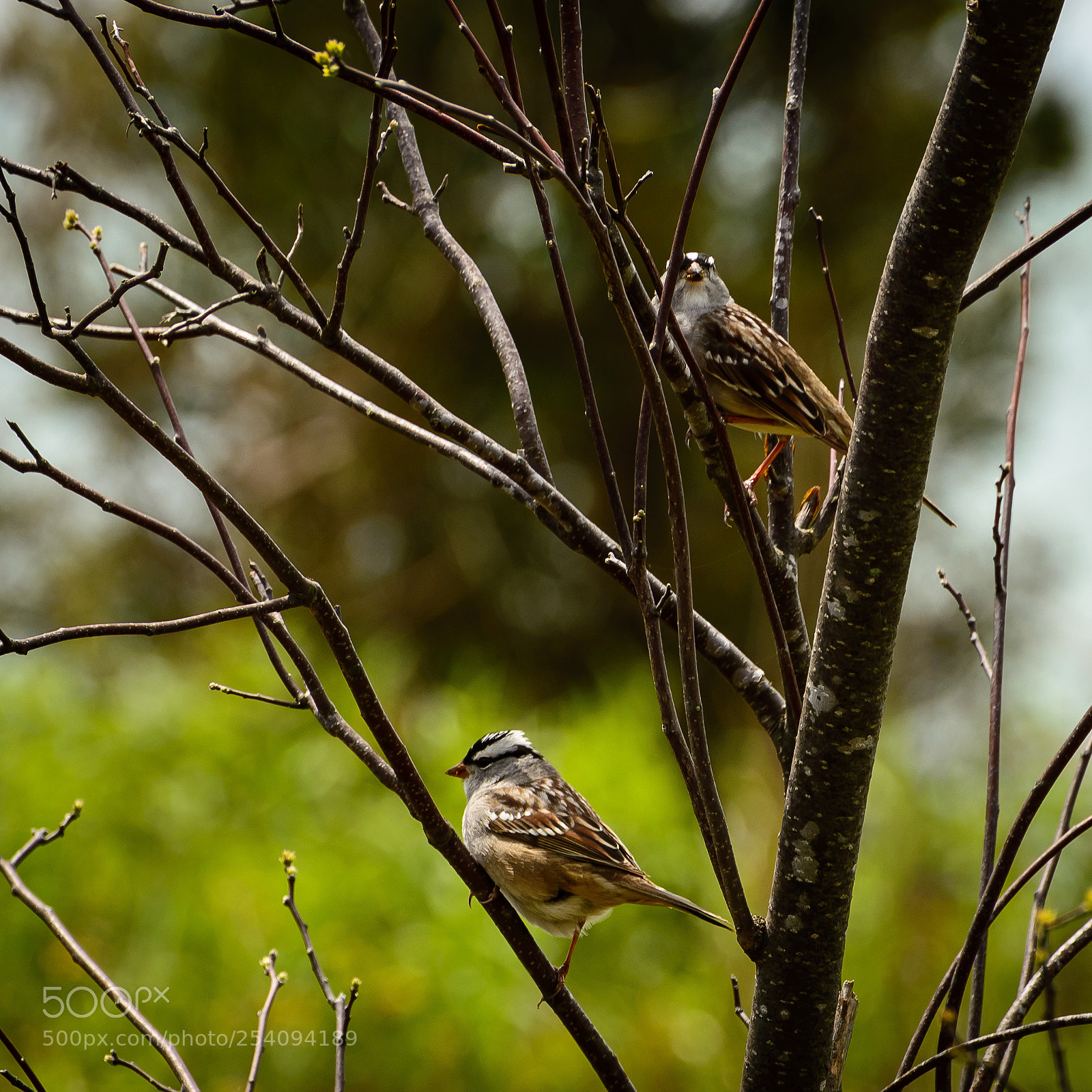 Nikon D610 sample photo. Untitled photography