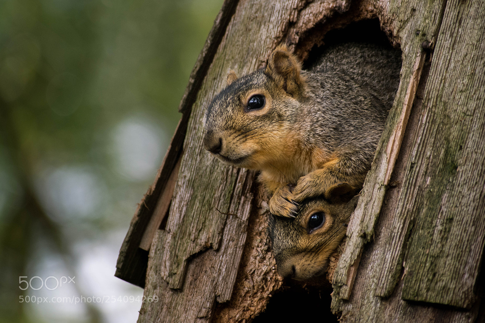 Nikon D7200 sample photo. Furry family photography
