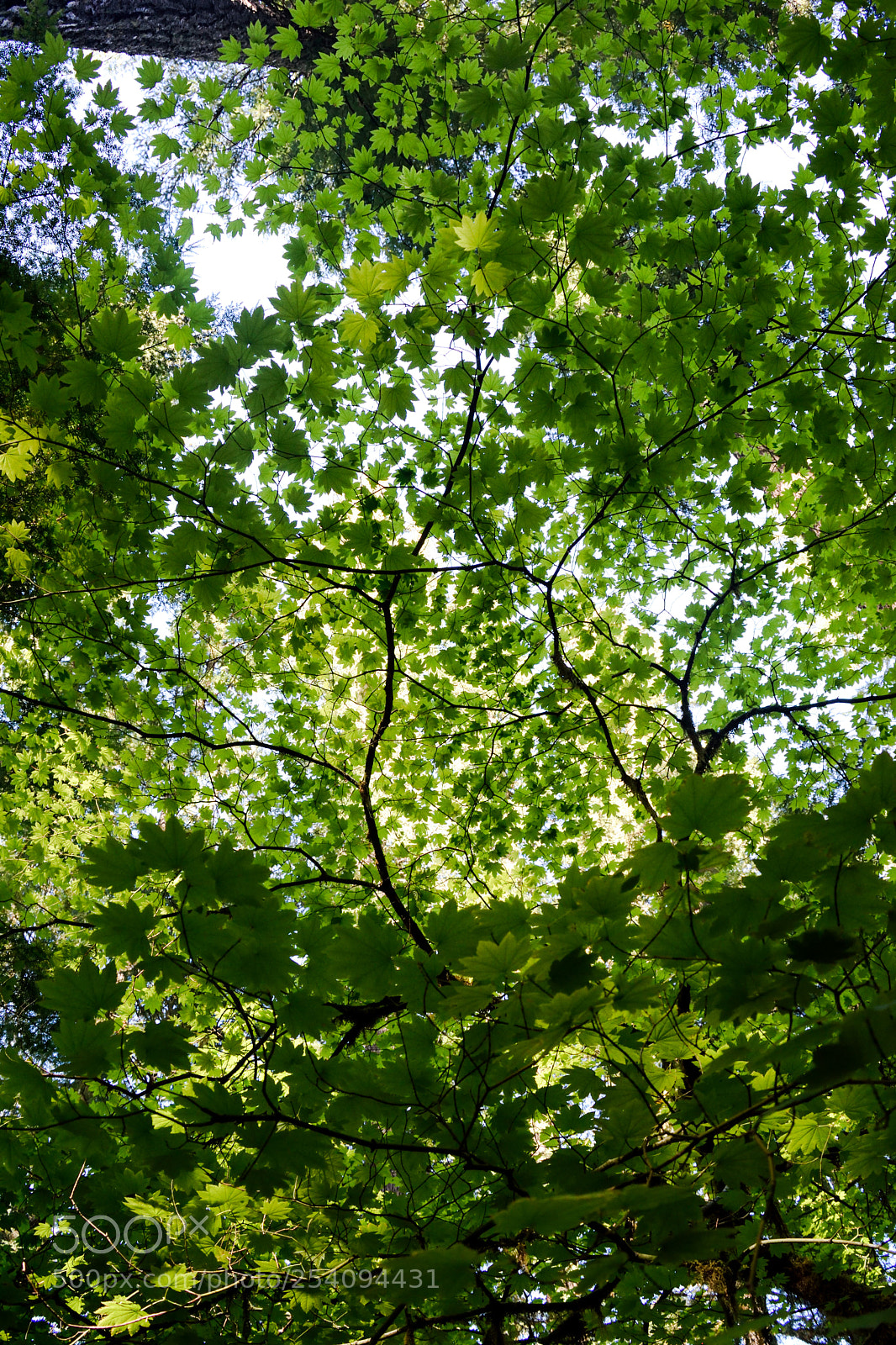 Nikon D3300 sample photo. Canopy of leaves photography