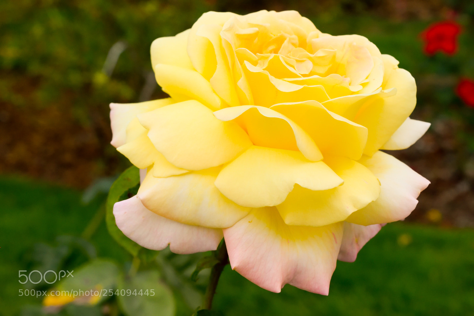 Nikon D3300 sample photo. Yellow flower photography