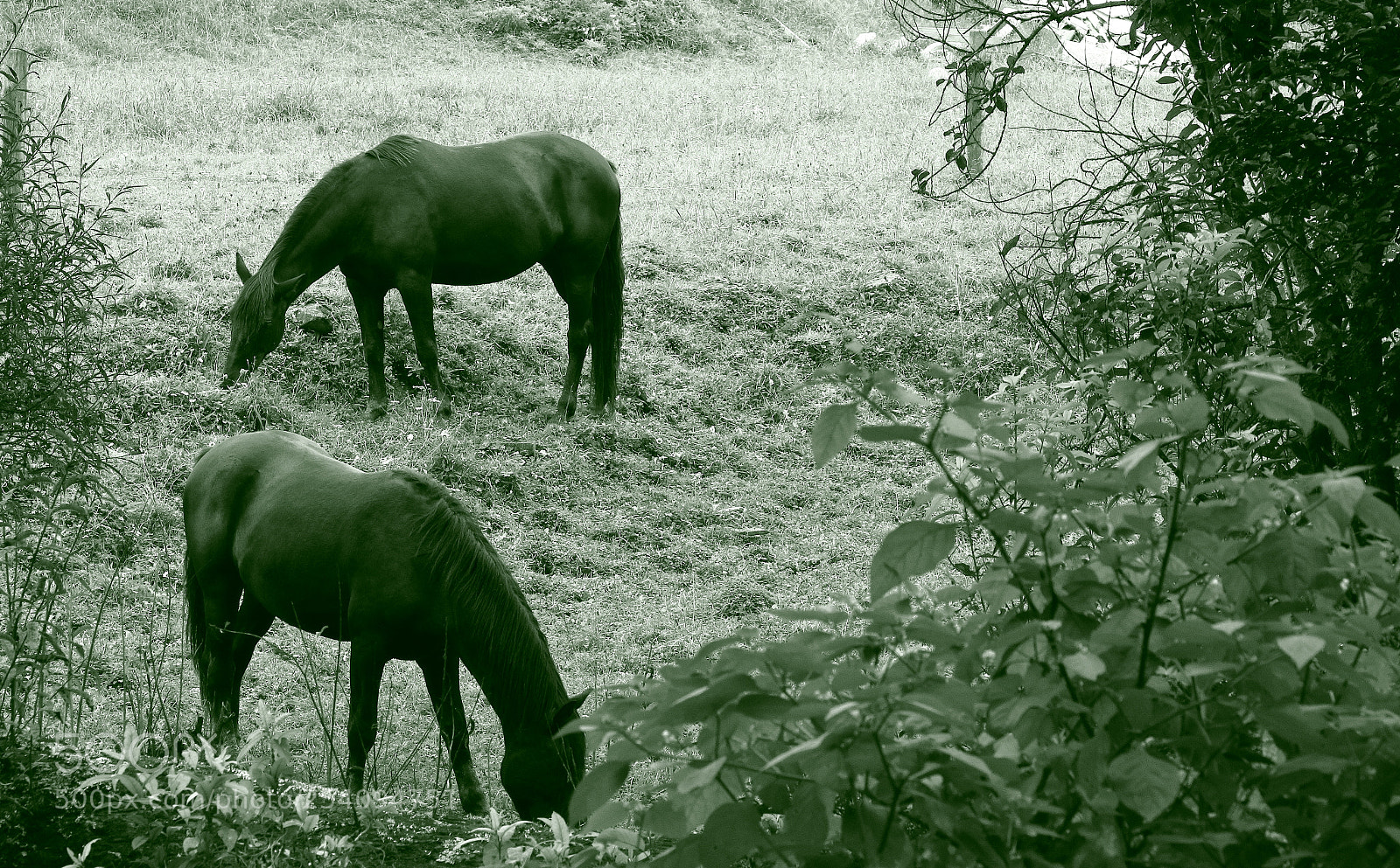 Canon EOS 70D sample photo. Horses mono photography