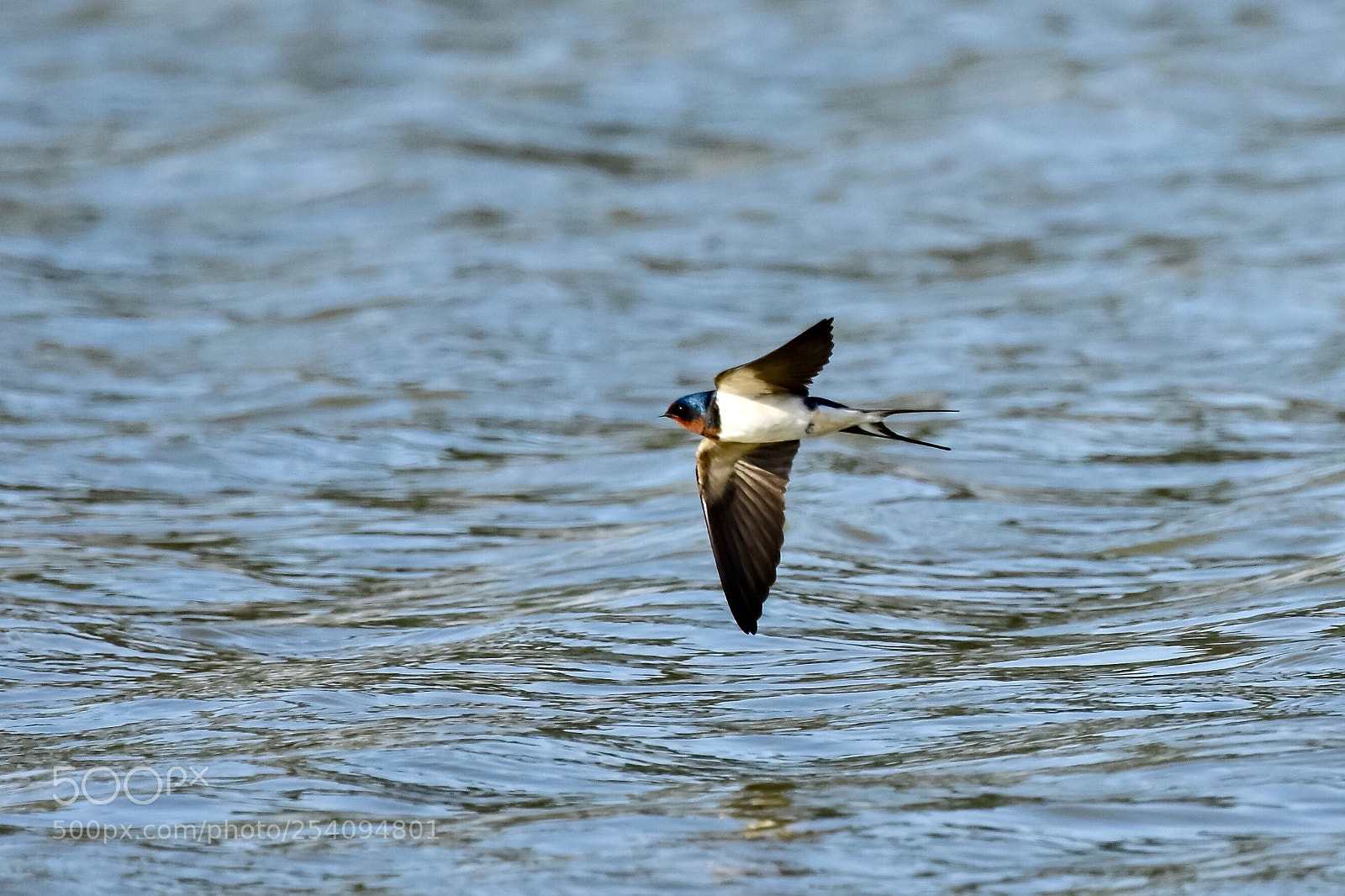 Nikon D7200 sample photo. Swallow 燕子 photography
