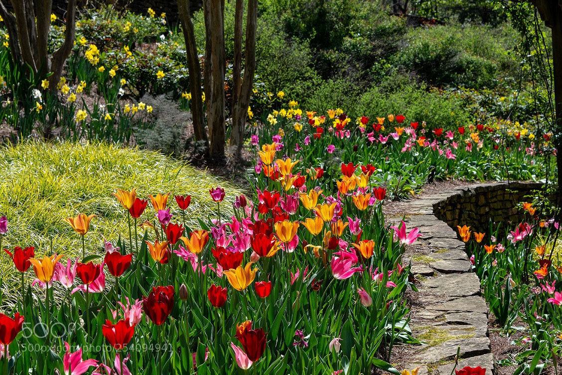 Nikon D610 sample photo. Tulips line a rock photography