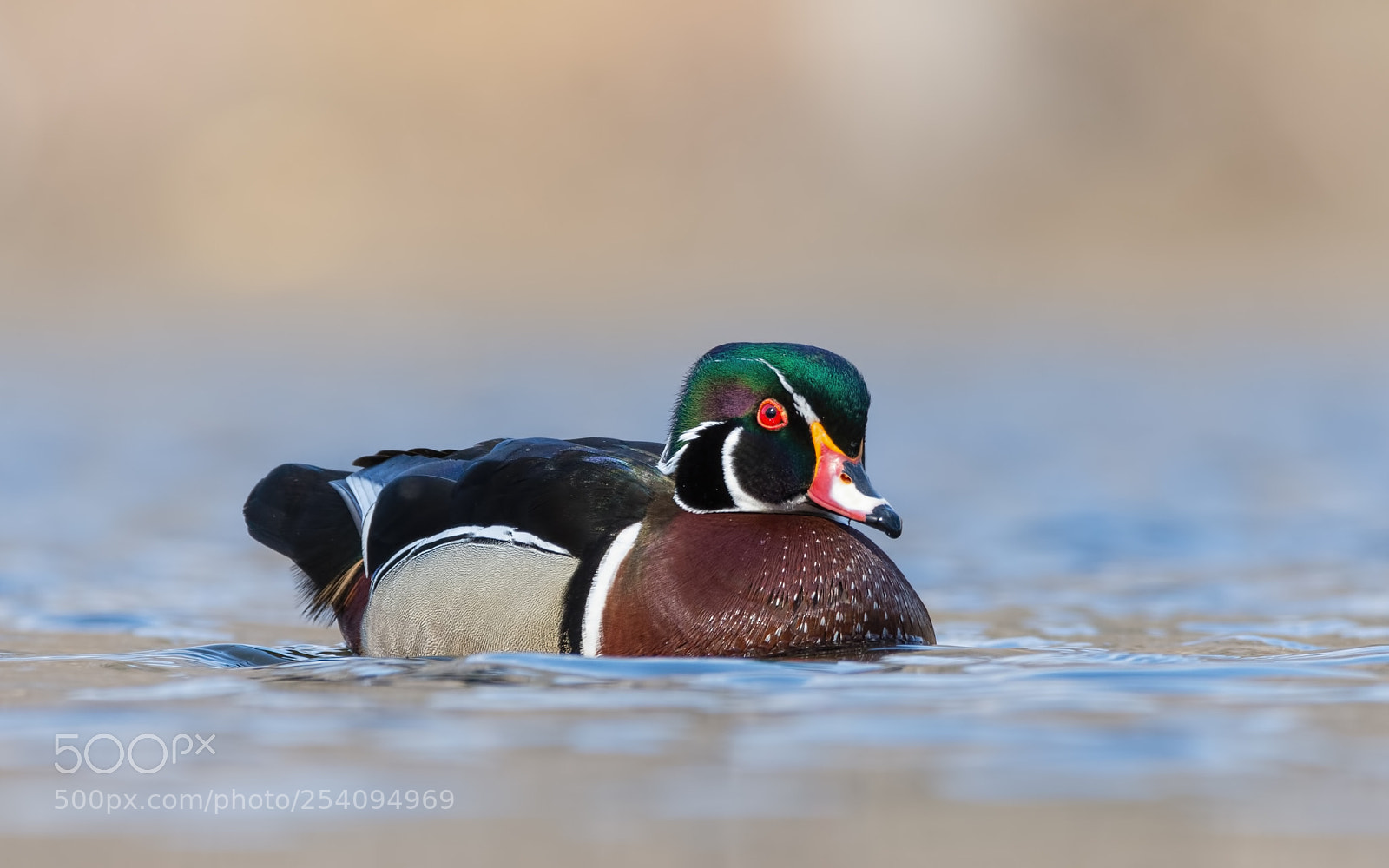 Nikon D7200 sample photo. Wood duck photography