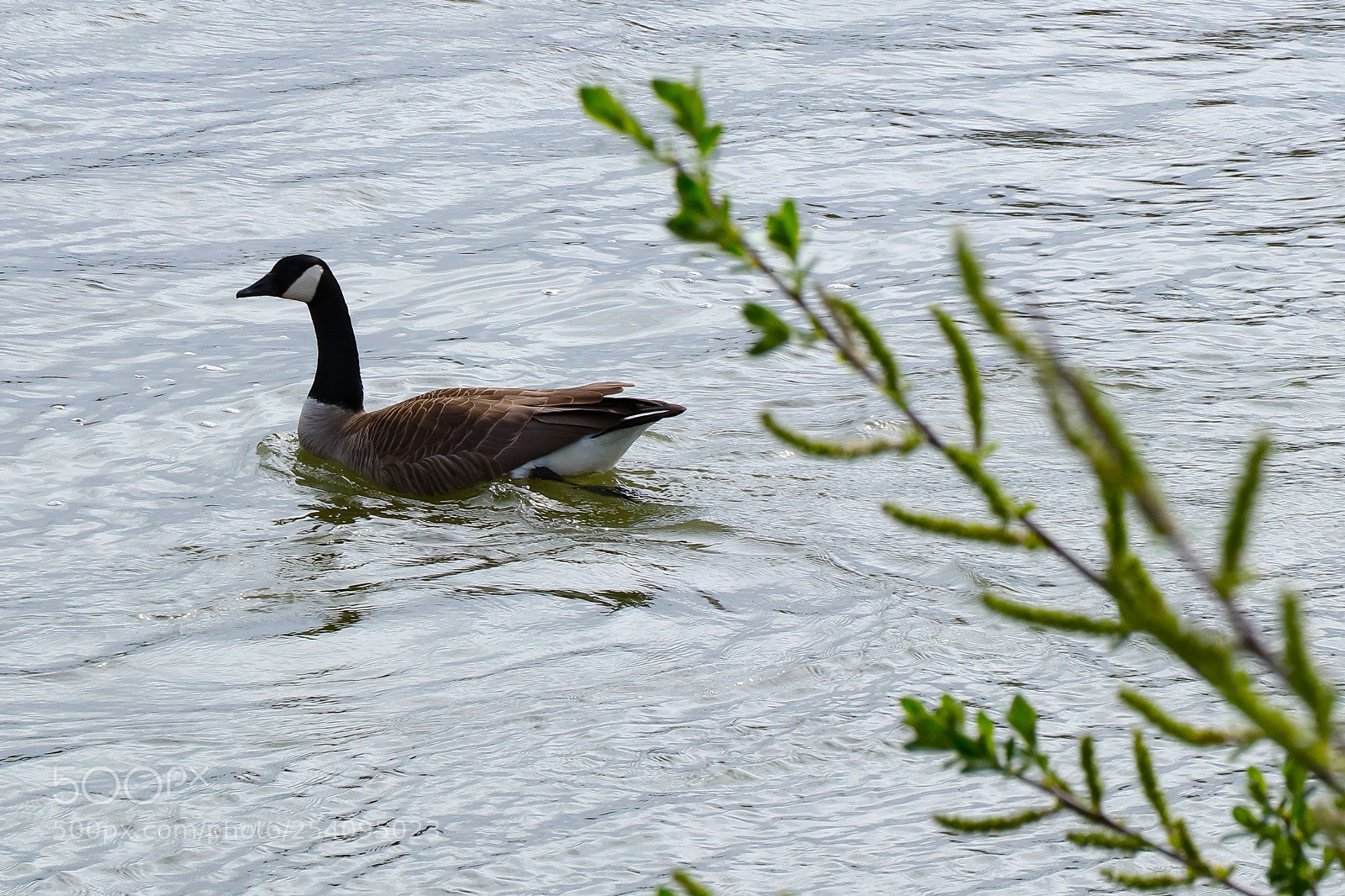 Canon EOS 200D (EOS Rebel SL2 / EOS Kiss X9) sample photo. Goose on the skagit photography