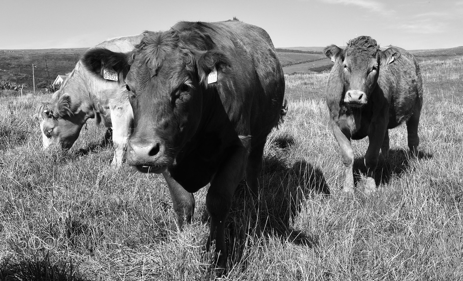 Sony Alpha NEX-5 sample photo. Grazing... photography