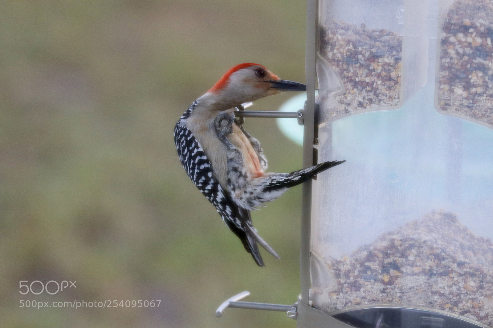 Canon EOS 80D sample photo. Red bellied woodpecker workout. photography
