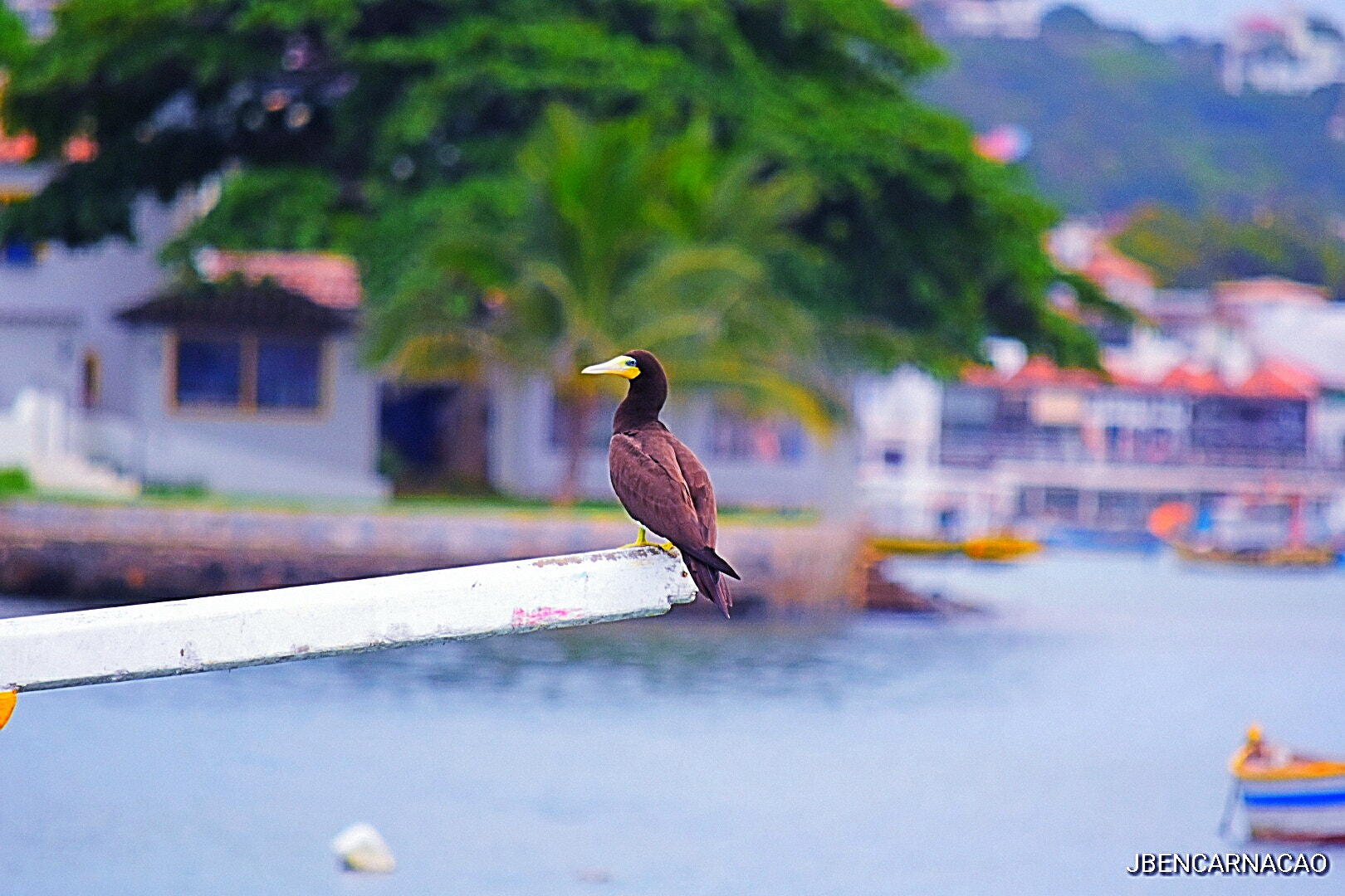 Nikon D5600 sample photo. Bird ob the boat photography
