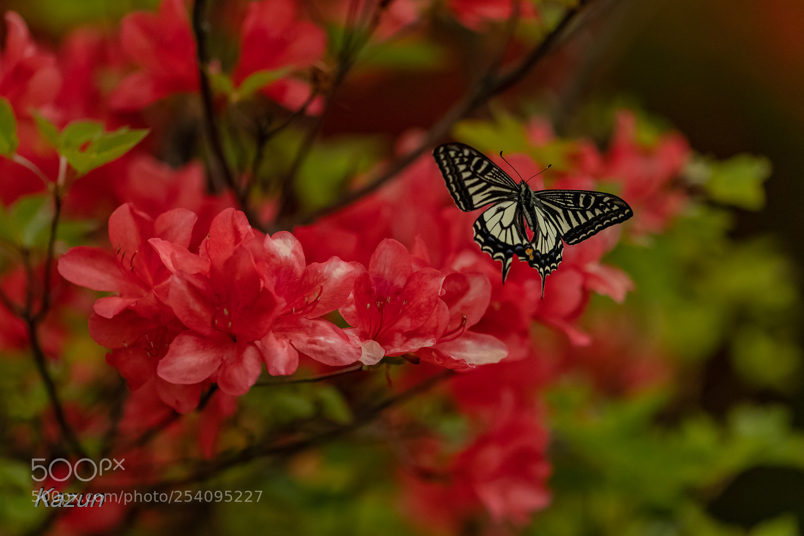 Canon EOS-1D X Mark II sample photo. Flying! photography