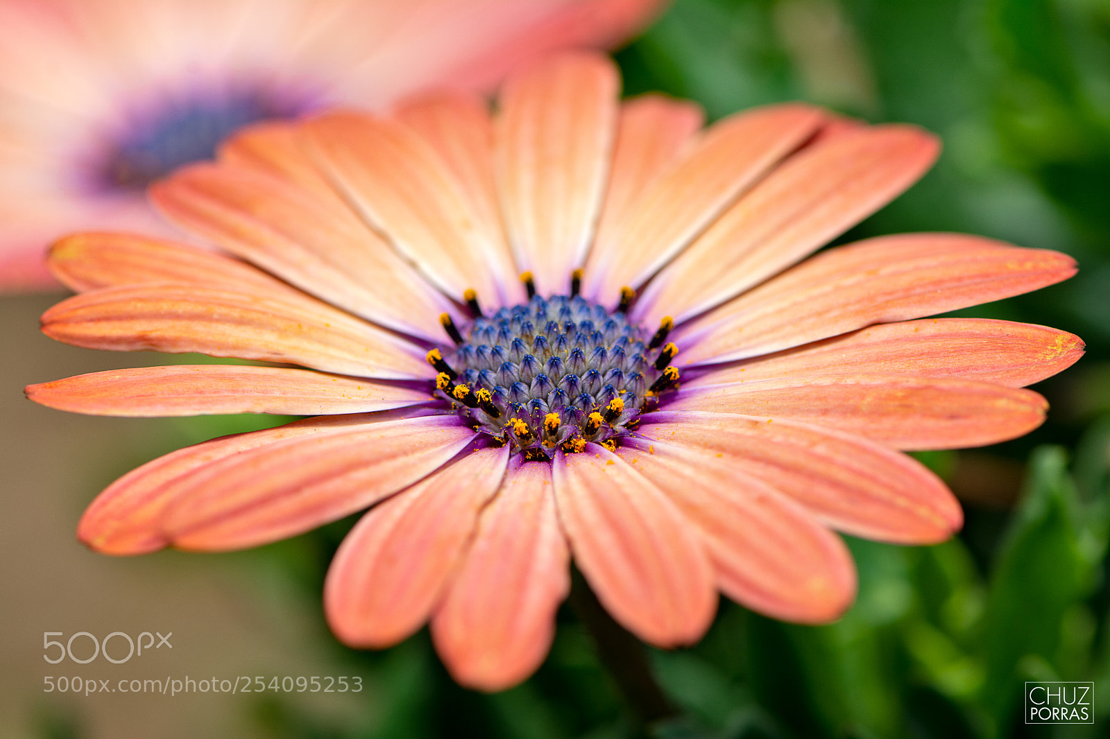 Nikon D7100 sample photo. Flower photography