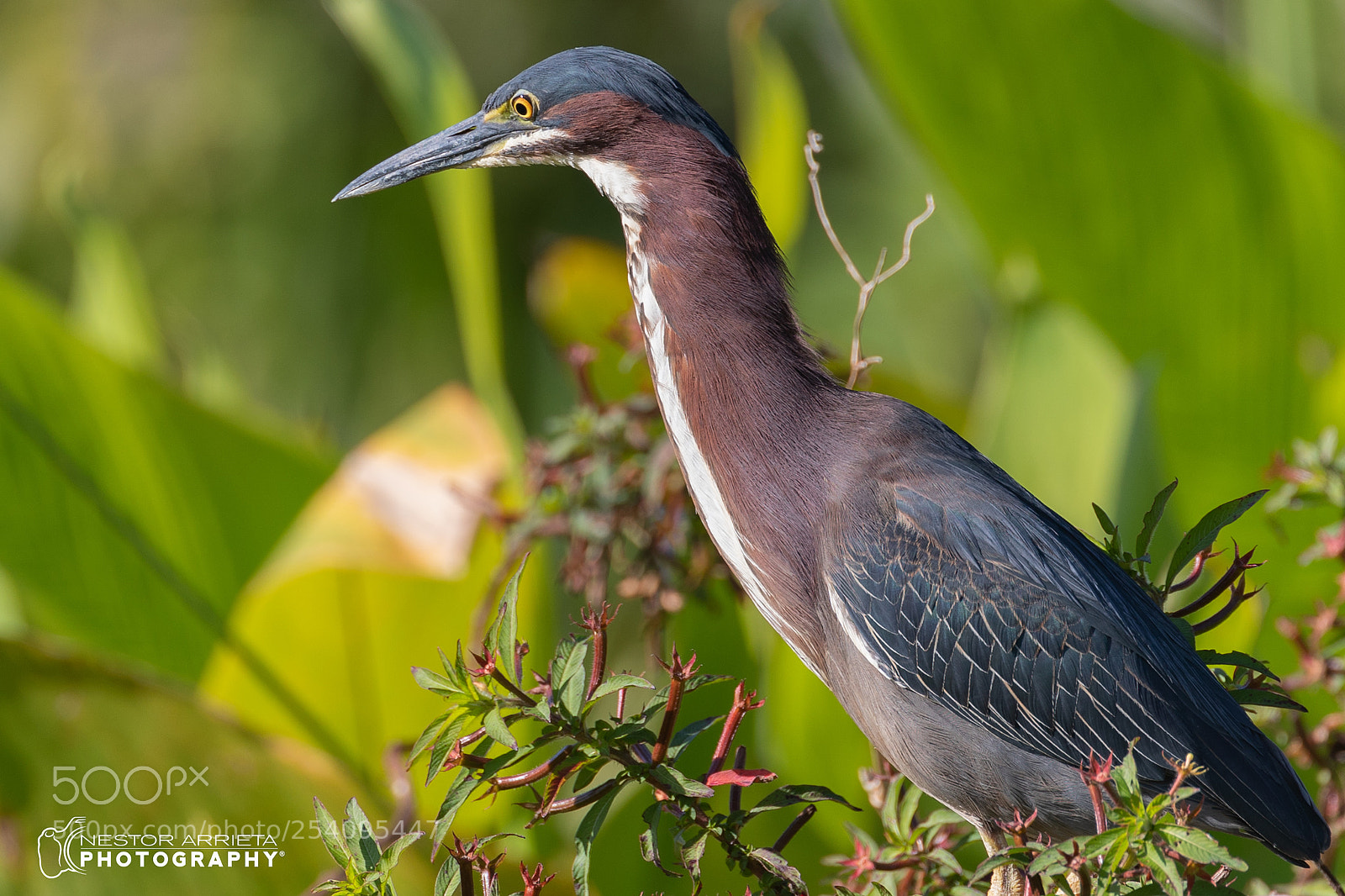 Canon EOS-1D X Mark II sample photo. Green heron photography