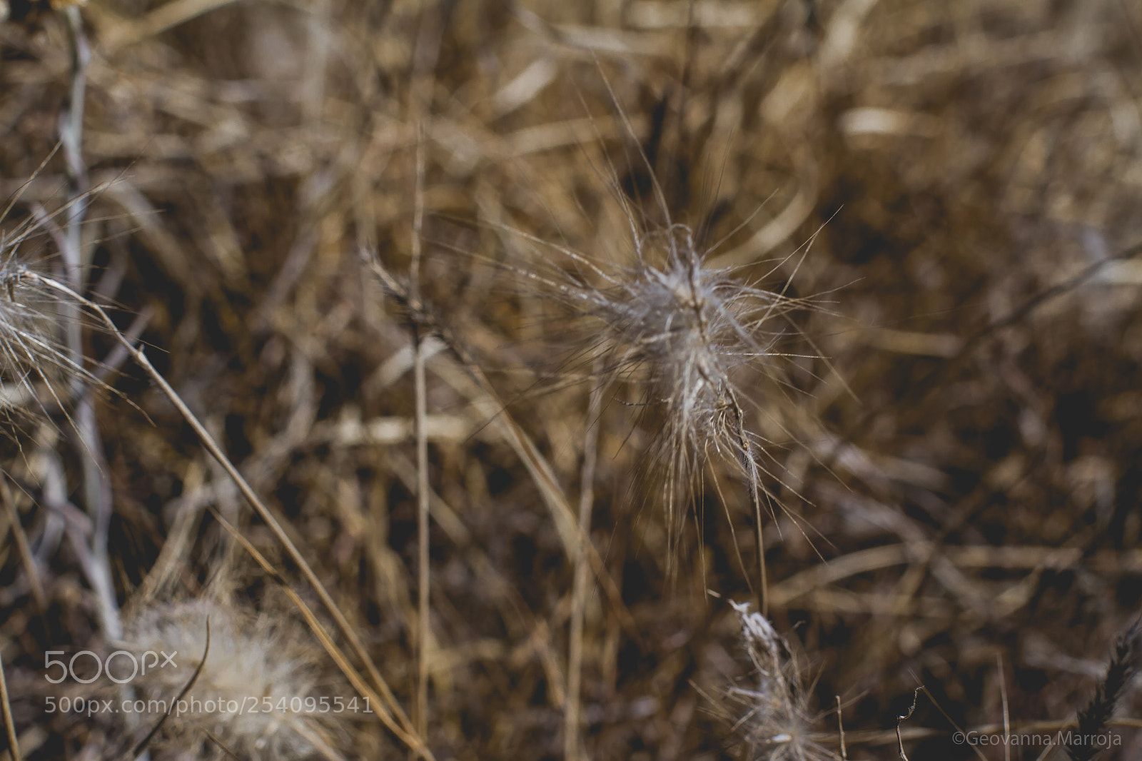 Canon EOS 7D sample photo. Drought photography