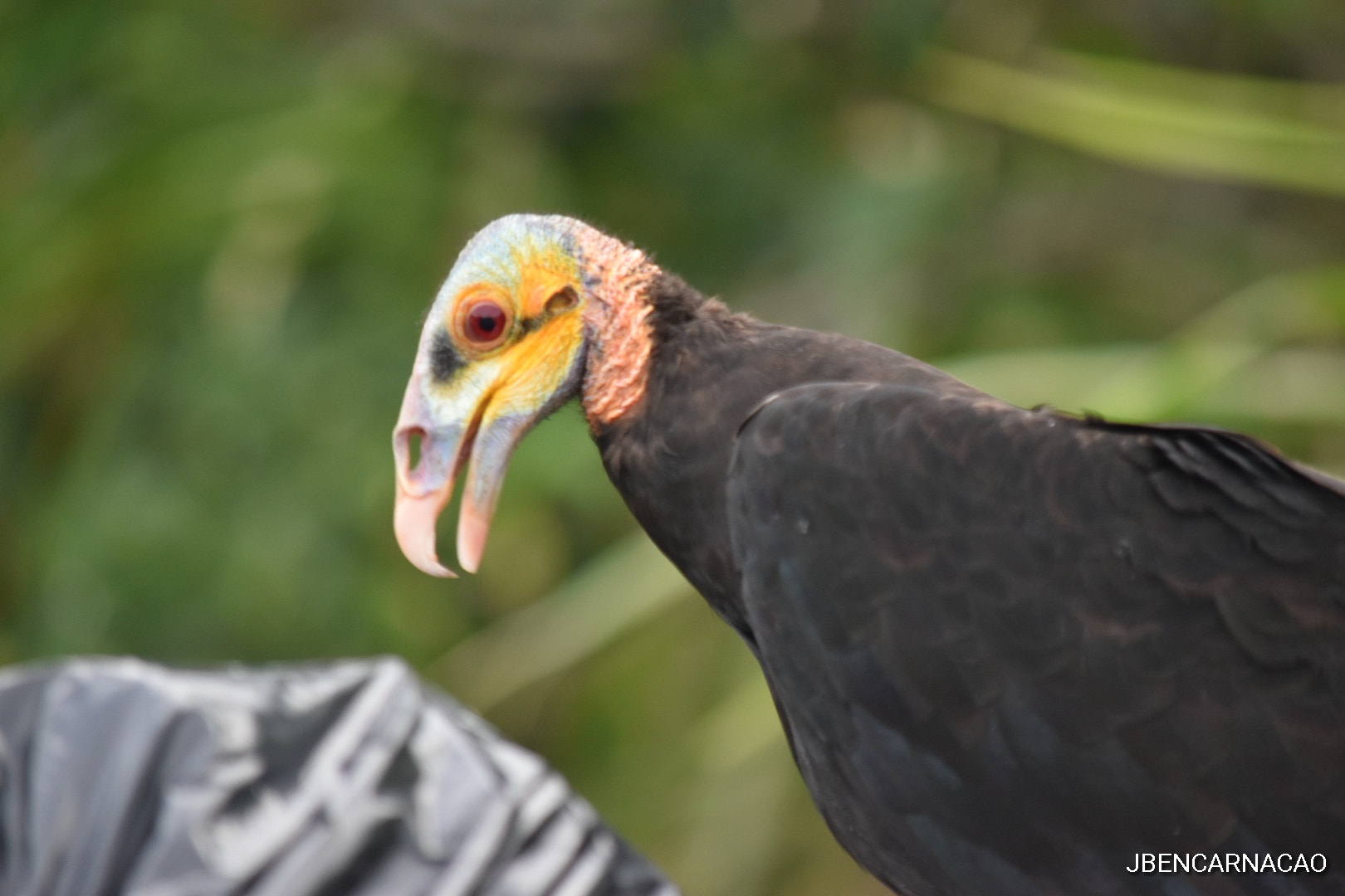 Nikon D5600 sample photo. Yellow-headed buzzard photography