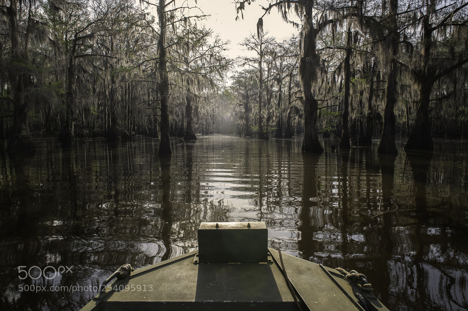 Nikon D850 sample photo. Caddo lake photography