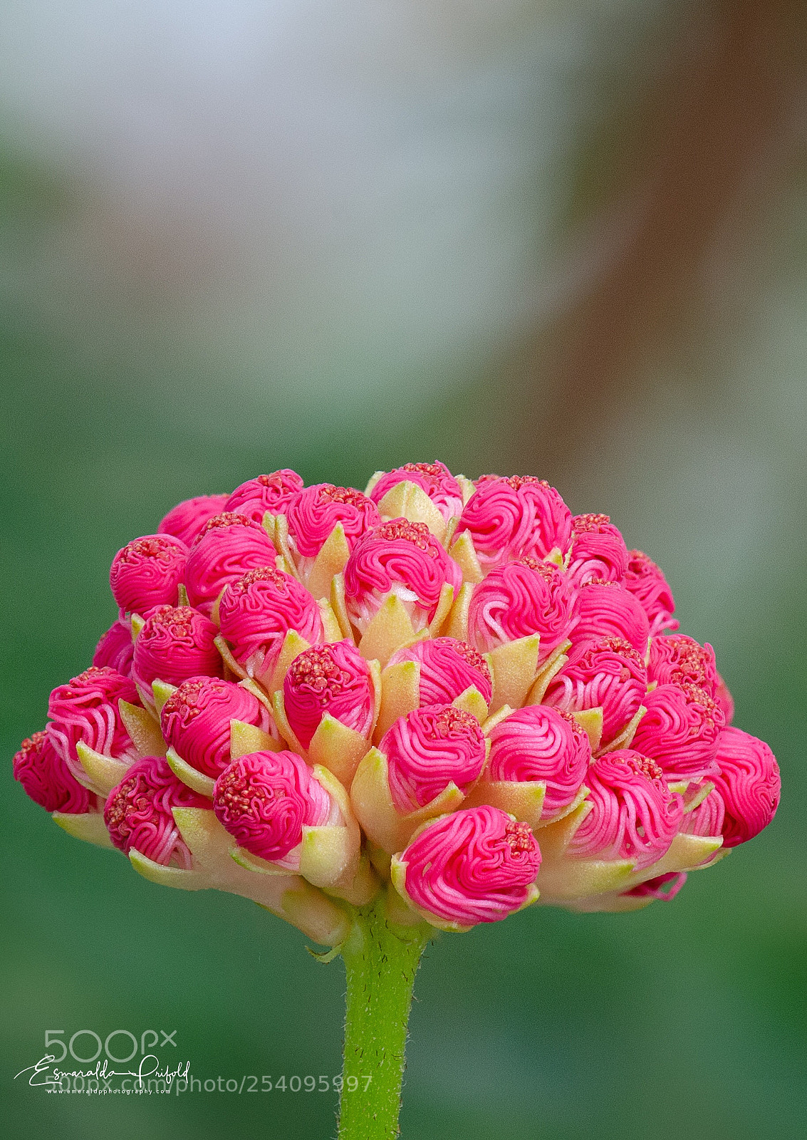 Nikon D7000 sample photo. Pink flower ready to photography