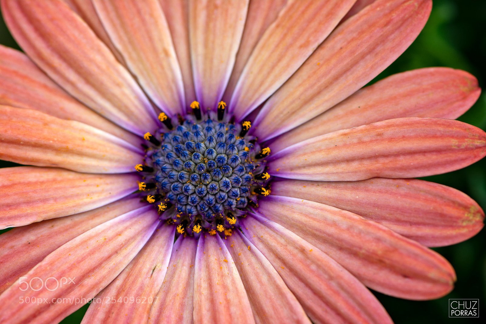 Nikon D7100 sample photo. Flower2 photography