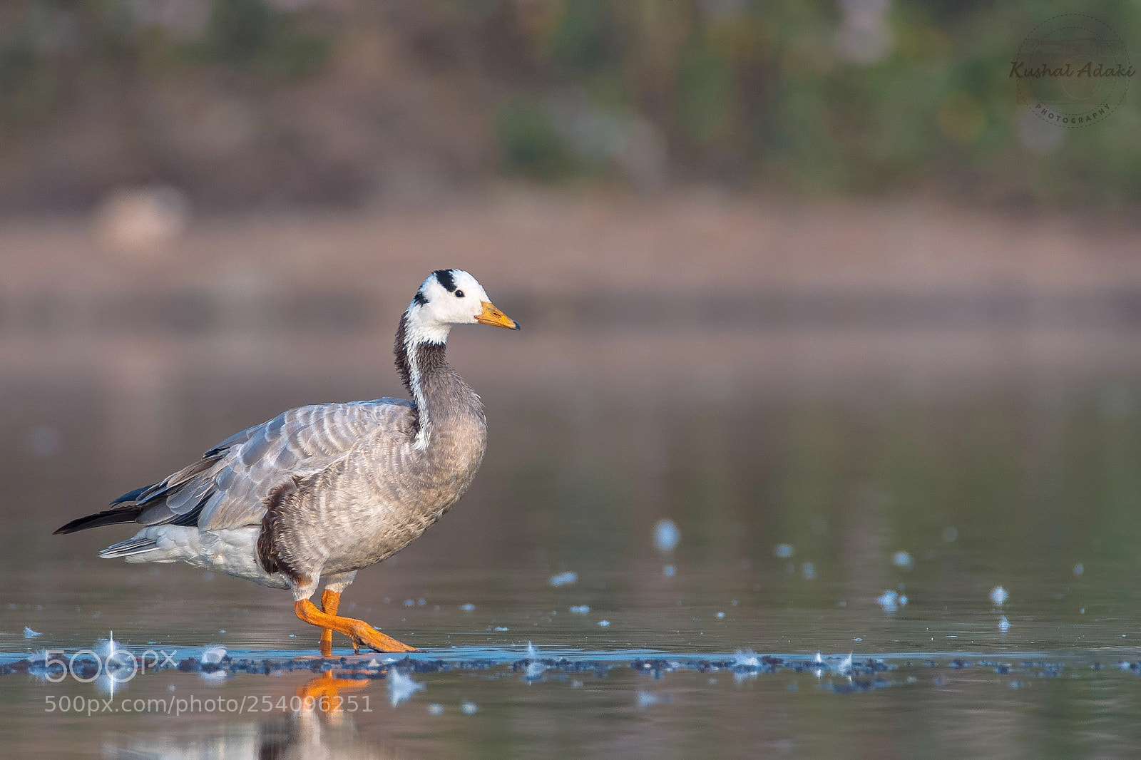 Canon EOS 70D sample photo. Bar headed goose anser photography