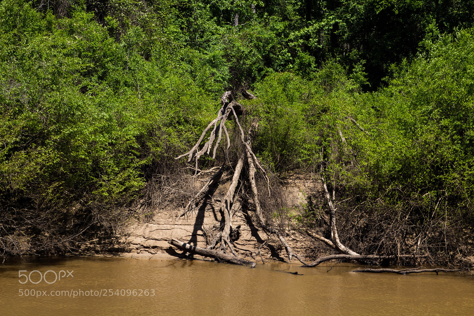 Canon EOS 1300D (EOS Rebel T6 / EOS Kiss X80) sample photo. East texas photography
