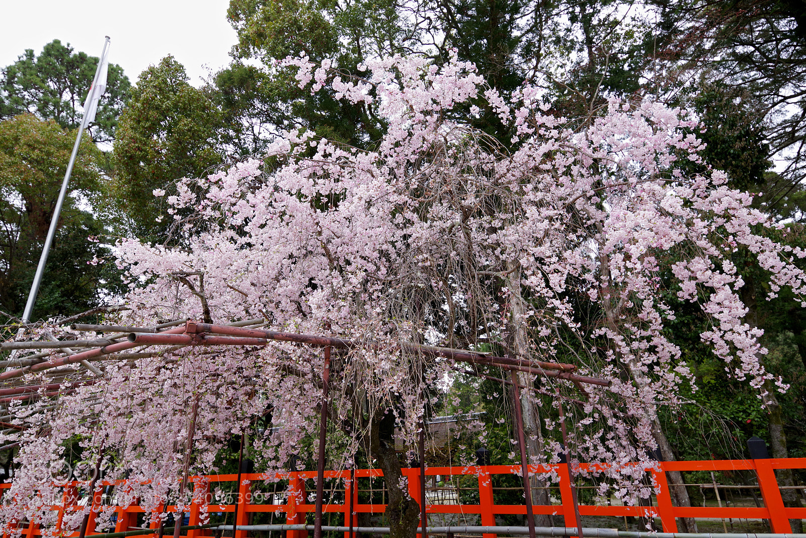 Pentax K-1 sample photo. Kamigamo shrine photography