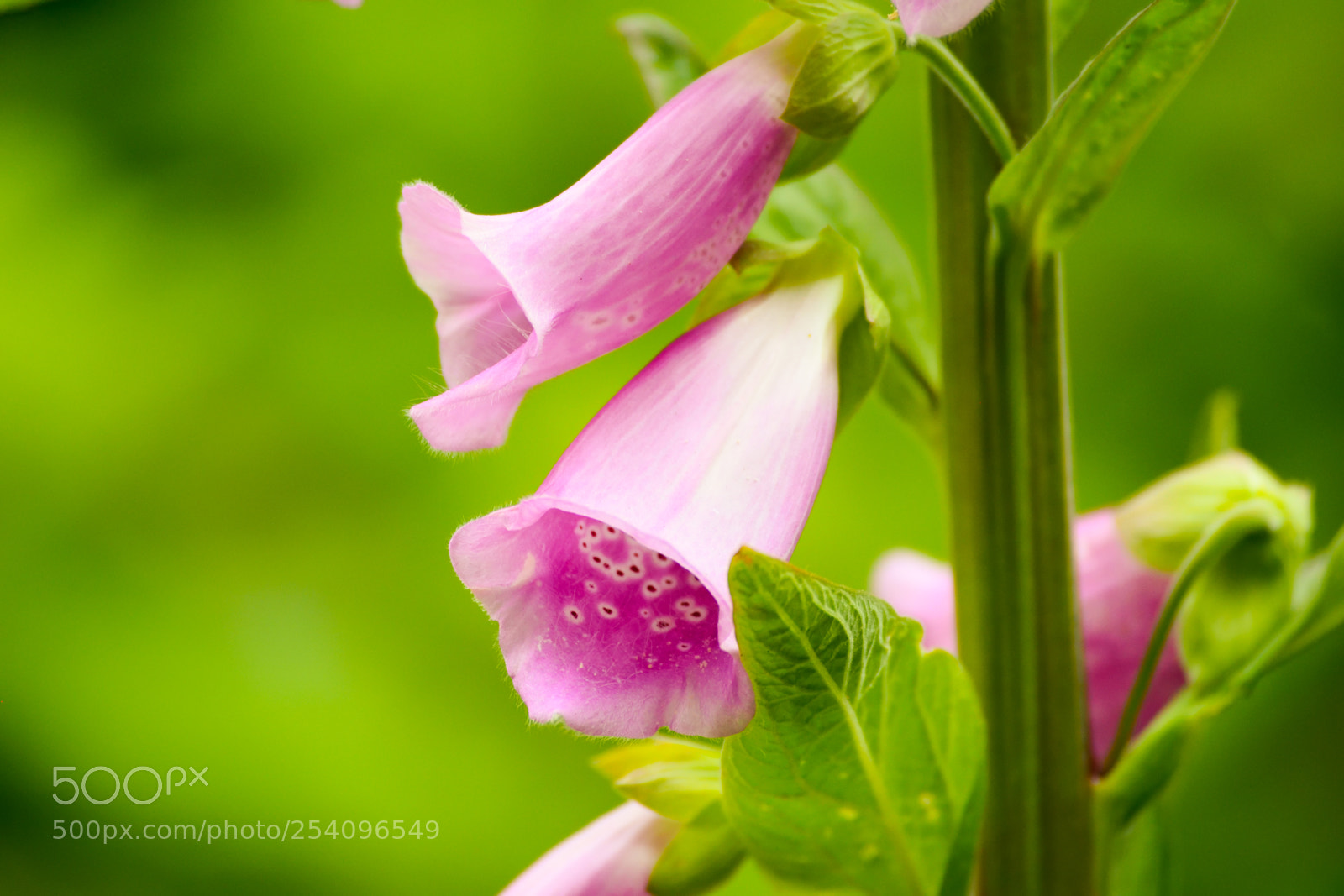 Nikon D3300 sample photo. Pink flowers & leaves photography