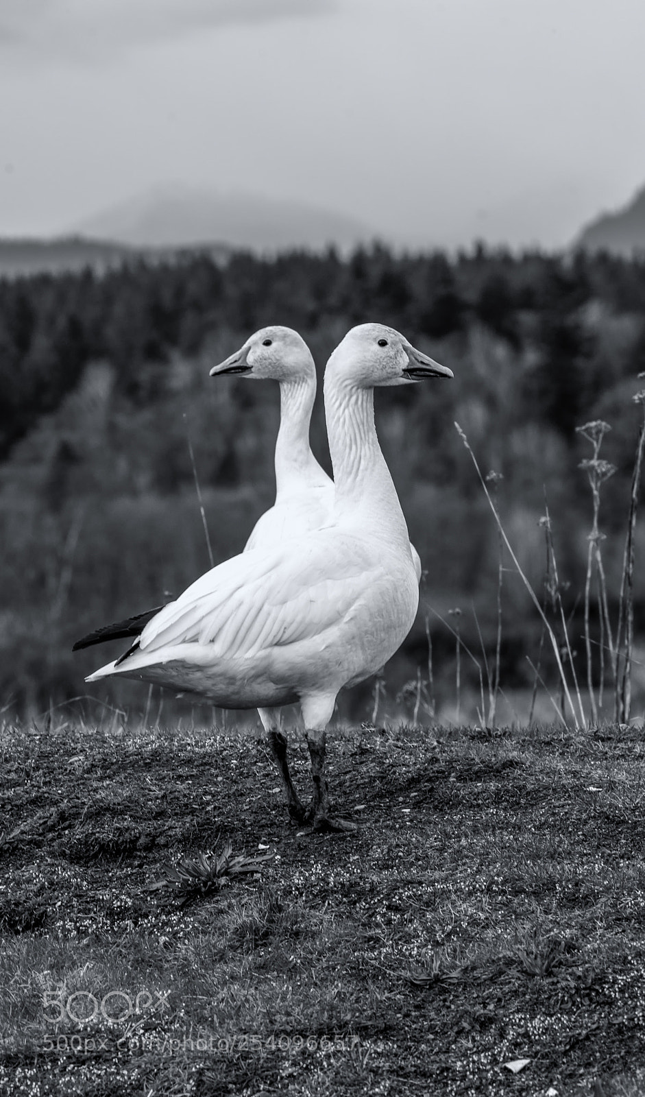 Nikon D800 sample photo. Anomaly photography