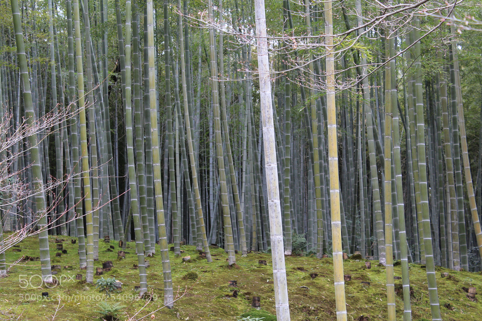 Canon EOS 1200D (EOS Rebel T5 / EOS Kiss X70 / EOS Hi) sample photo. Bamboo forest photography