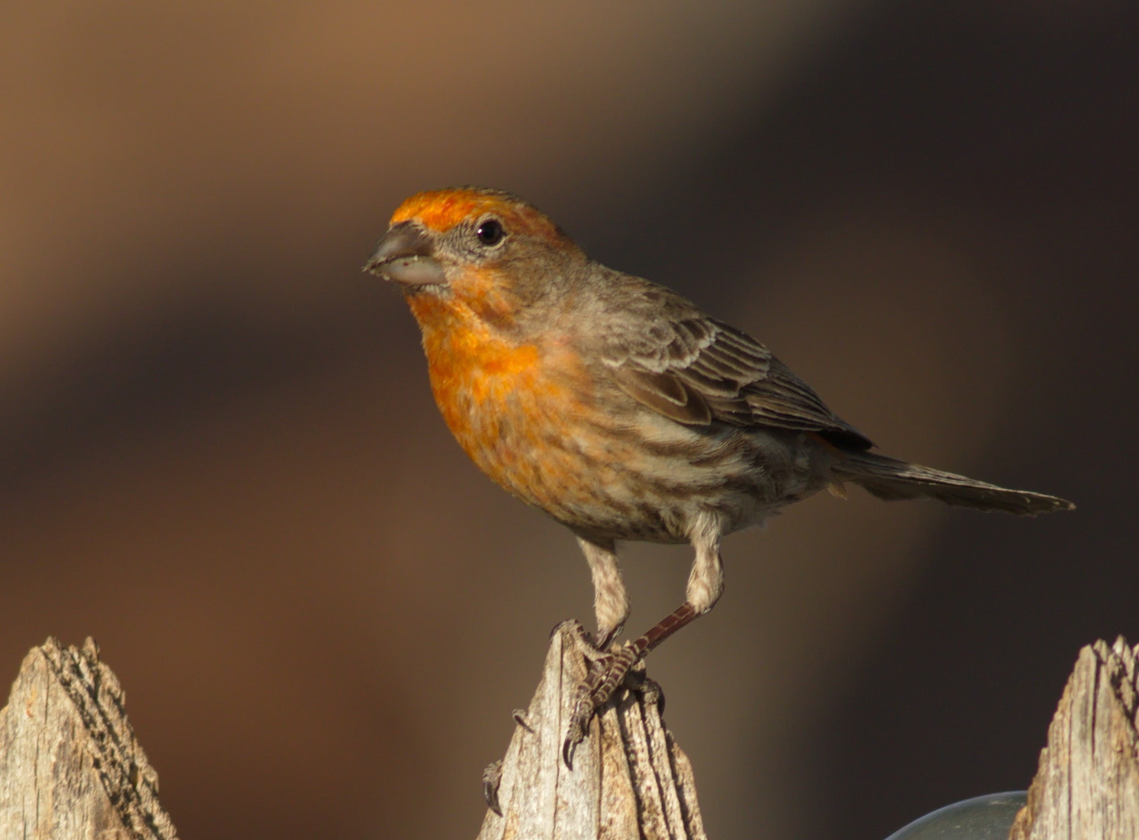 Canon EF 400mm F5.6L USM sample photo. House finch photography