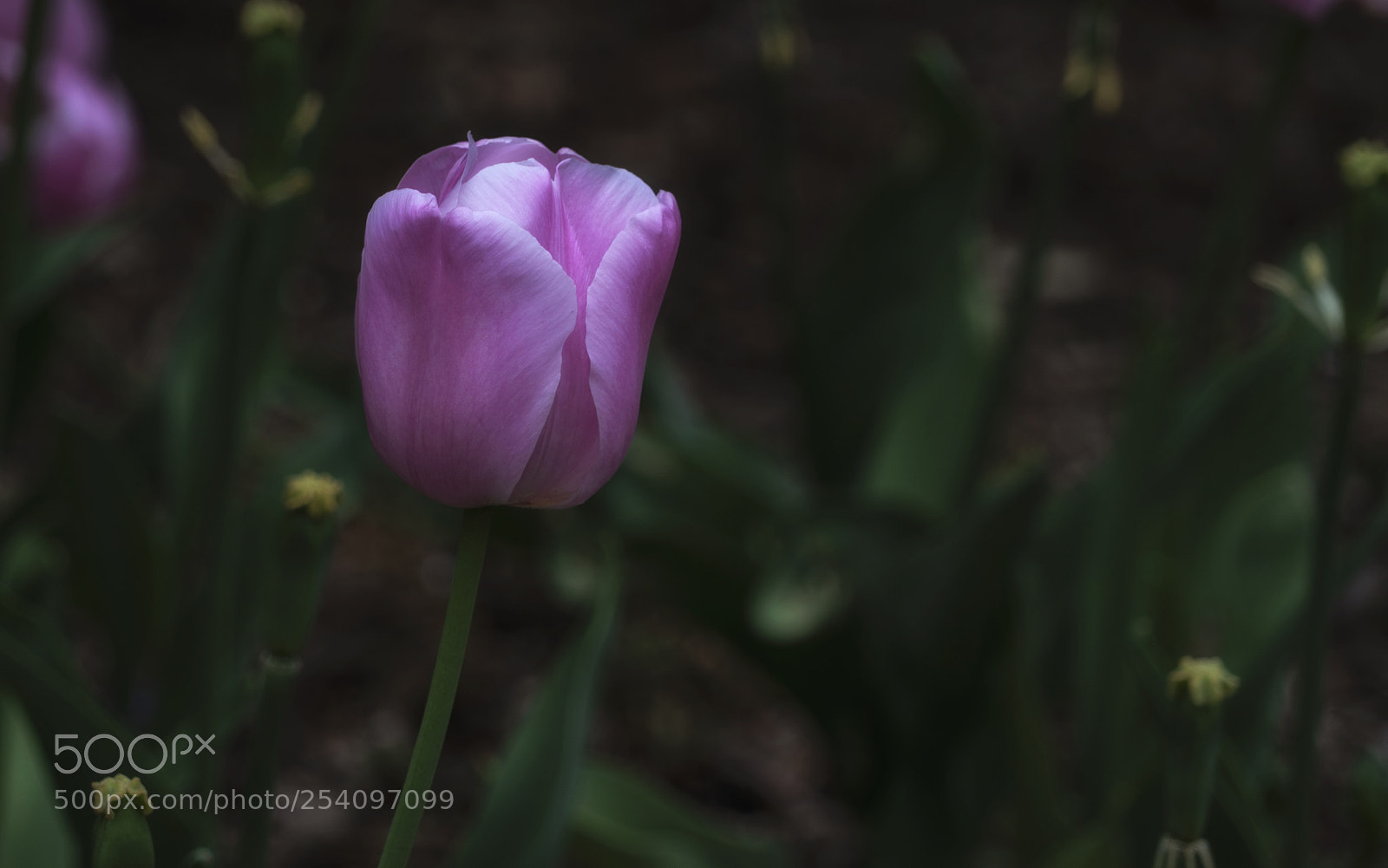 Sony a7R III sample photo. Pink tulip photography