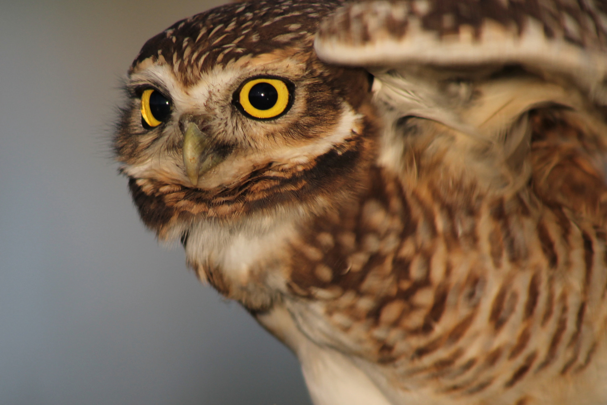 Canon EF 75-300mm f/4-5.6 sample photo. Watchful photography