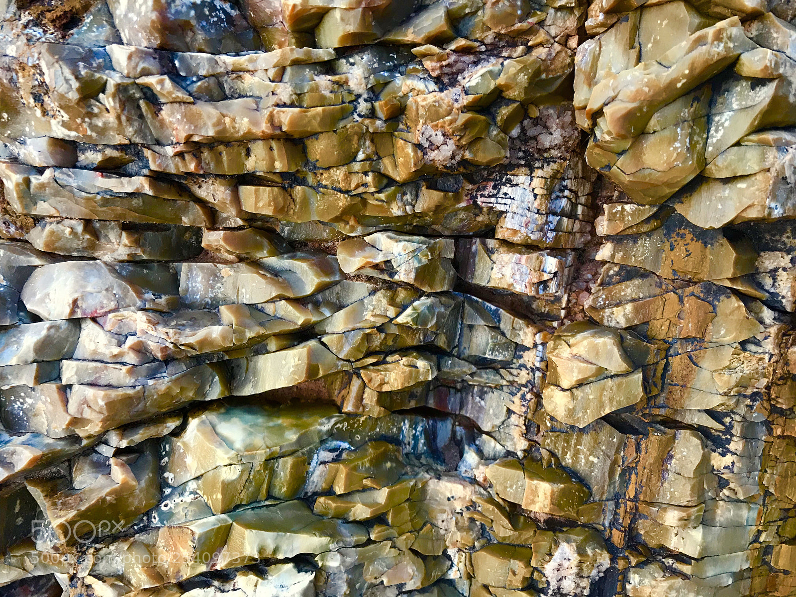 Apple iPhone 7 Plus sample photo. Petrified forest state park photography