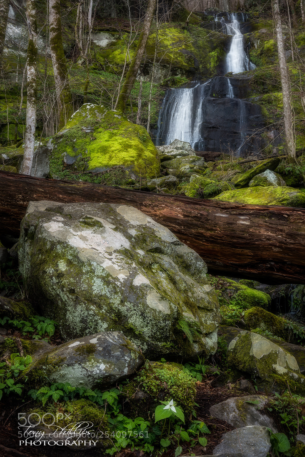 Nikon D810 sample photo. Fern branch falls-3 photography