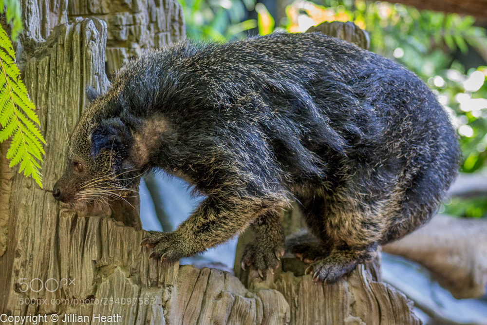 Canon EOS 700D (EOS Rebel T5i / EOS Kiss X7i) sample photo. Binturong photography