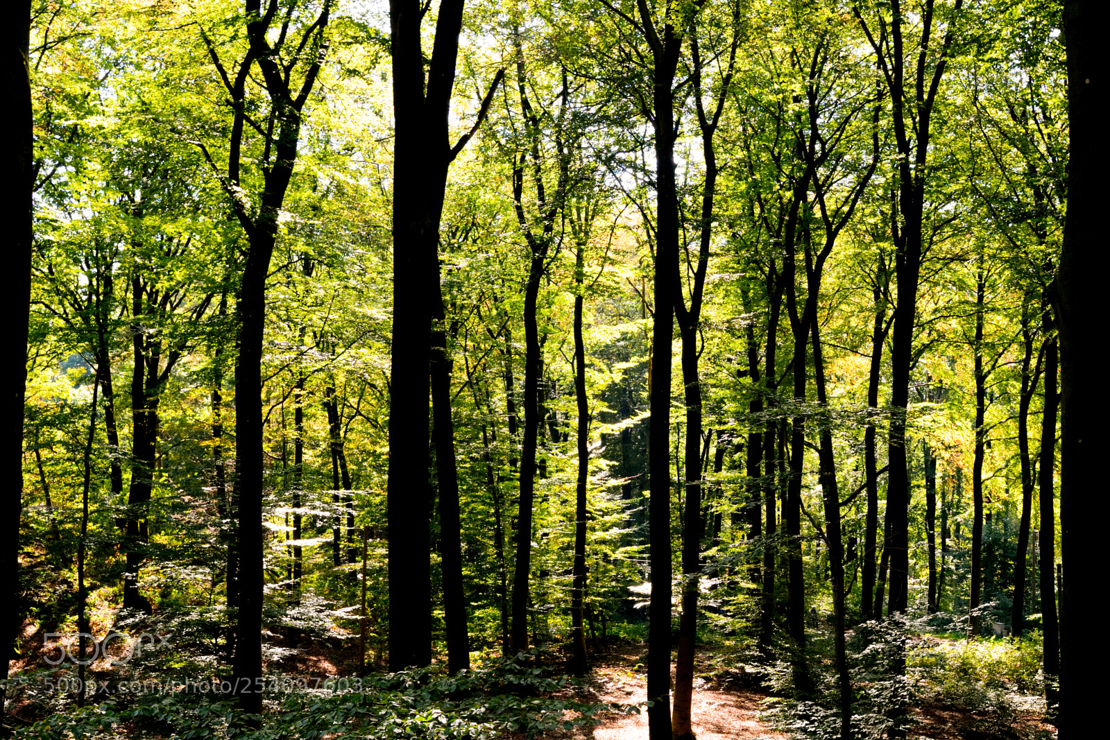 Nikon D3300 sample photo. Forest photography