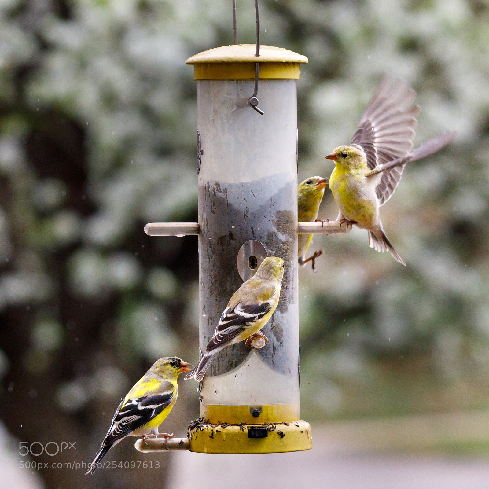 Canon EOS 5D Mark IV sample photo. Goldfinches #2 photography