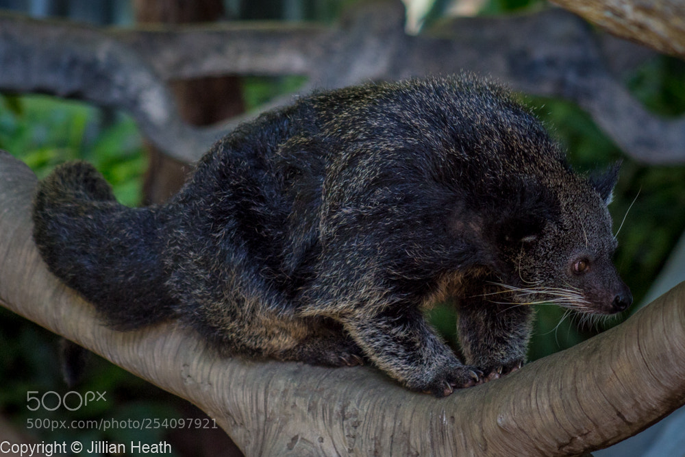 Canon EOS 700D (EOS Rebel T5i / EOS Kiss X7i) sample photo. Binturong photography
