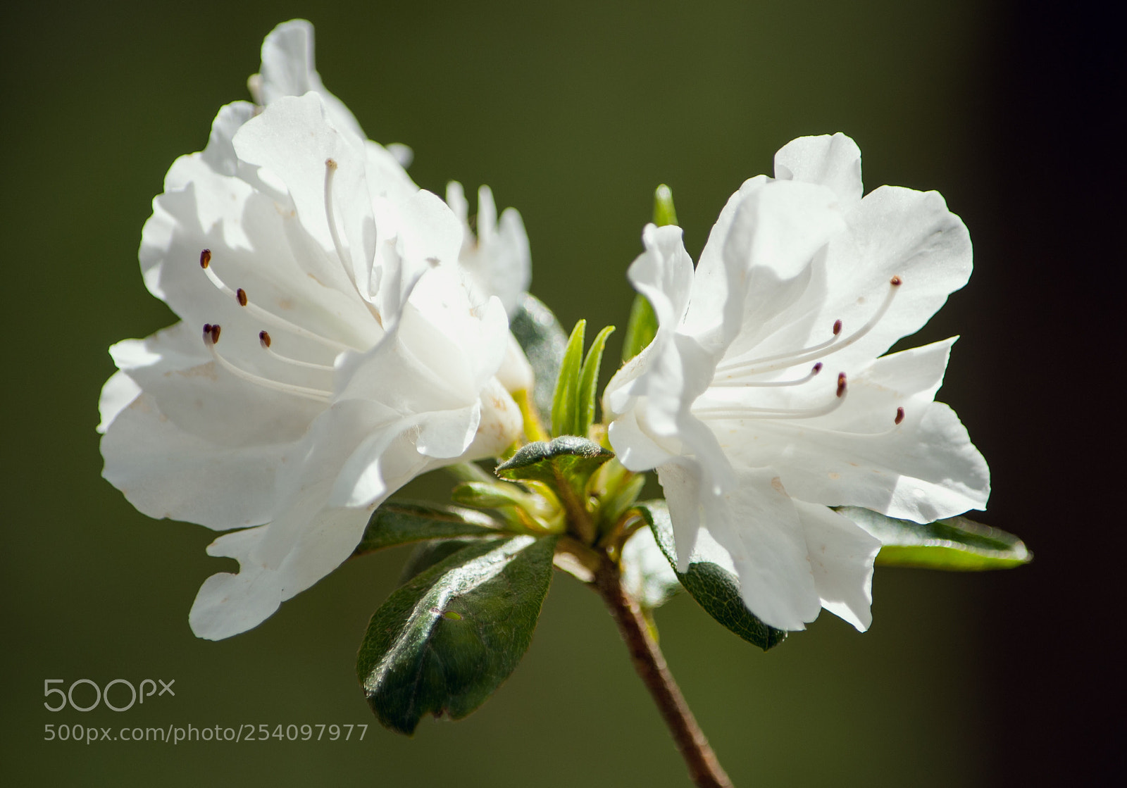 Nikon D90 sample photo. Spring azaleas  photography