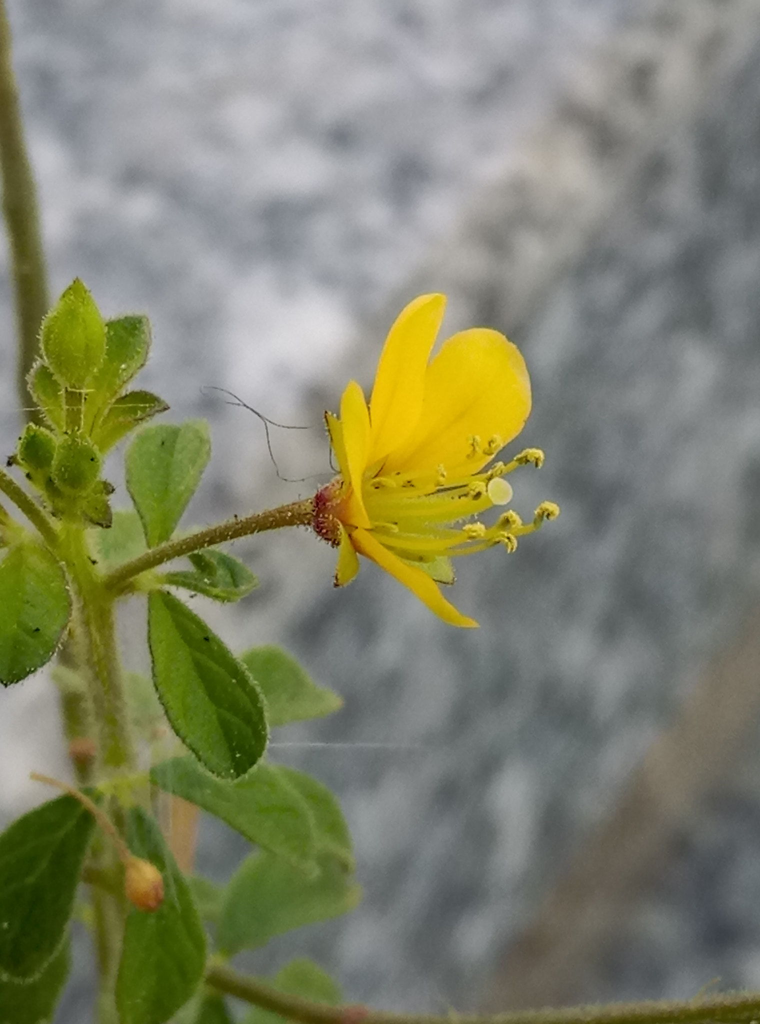 HTC ONE A9S sample photo. Yellow flower photography