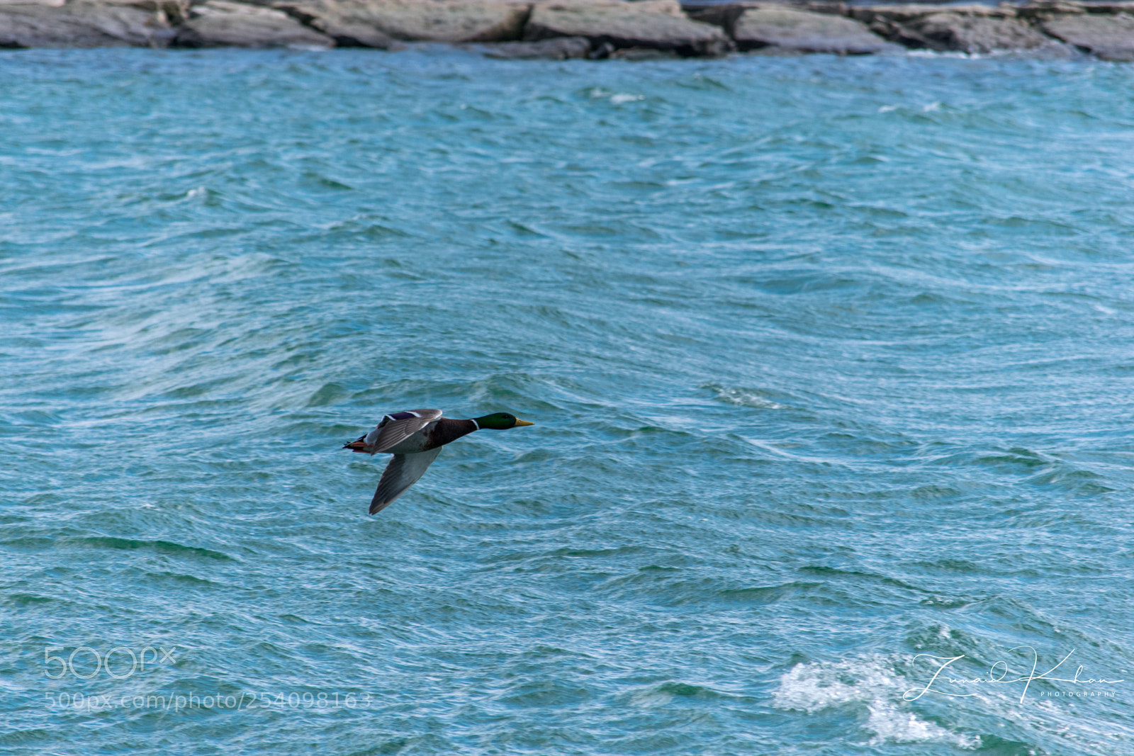 Nikon D3400 sample photo. Mallard  photography