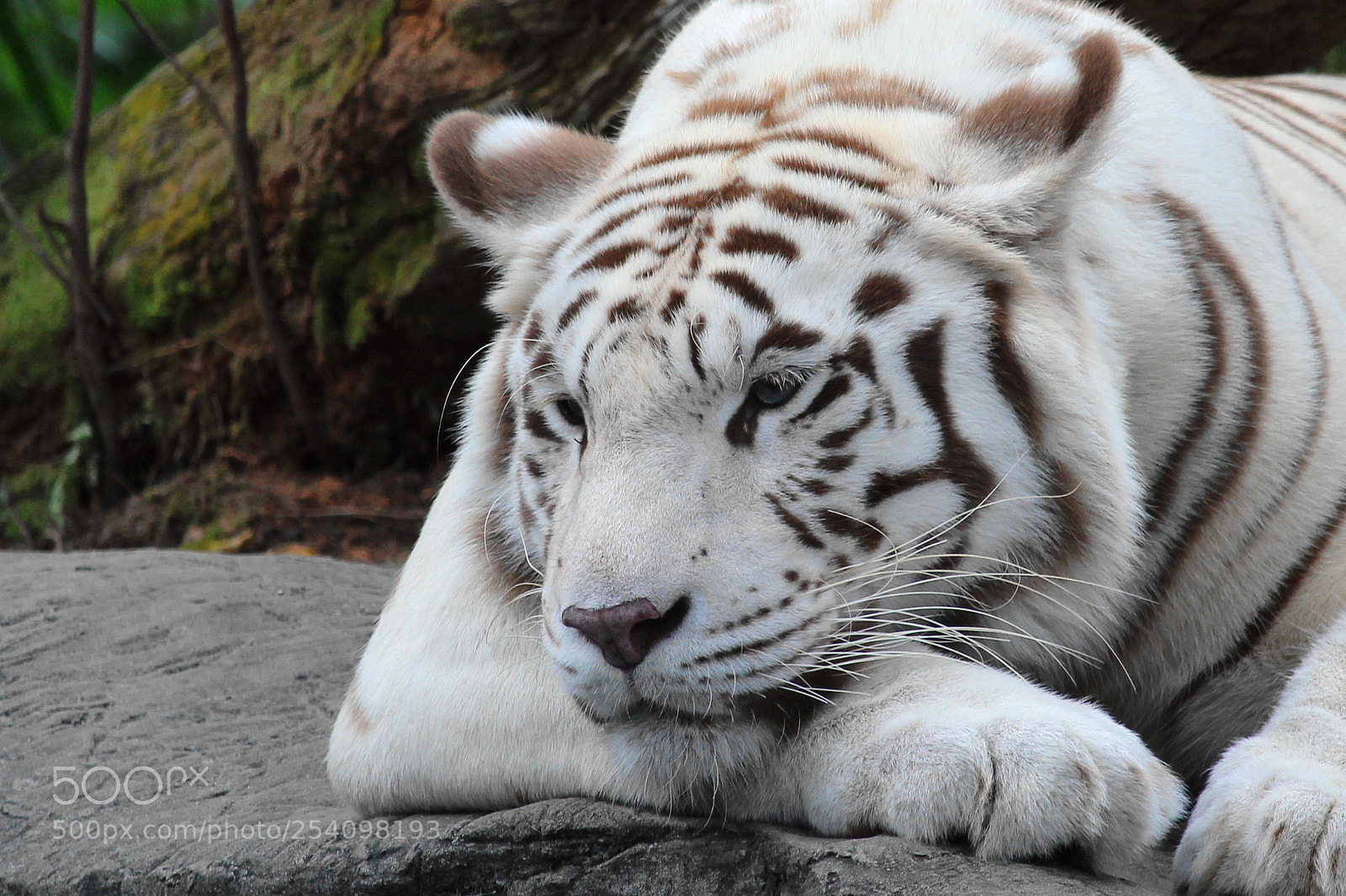 Canon EOS 1300D (EOS Rebel T6 / EOS Kiss X80) sample photo. Melancholic tiger photography