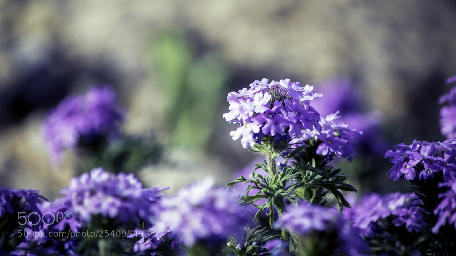 Canon EOS 650D (EOS Rebel T4i / EOS Kiss X6i) sample photo. Bright flowers photography