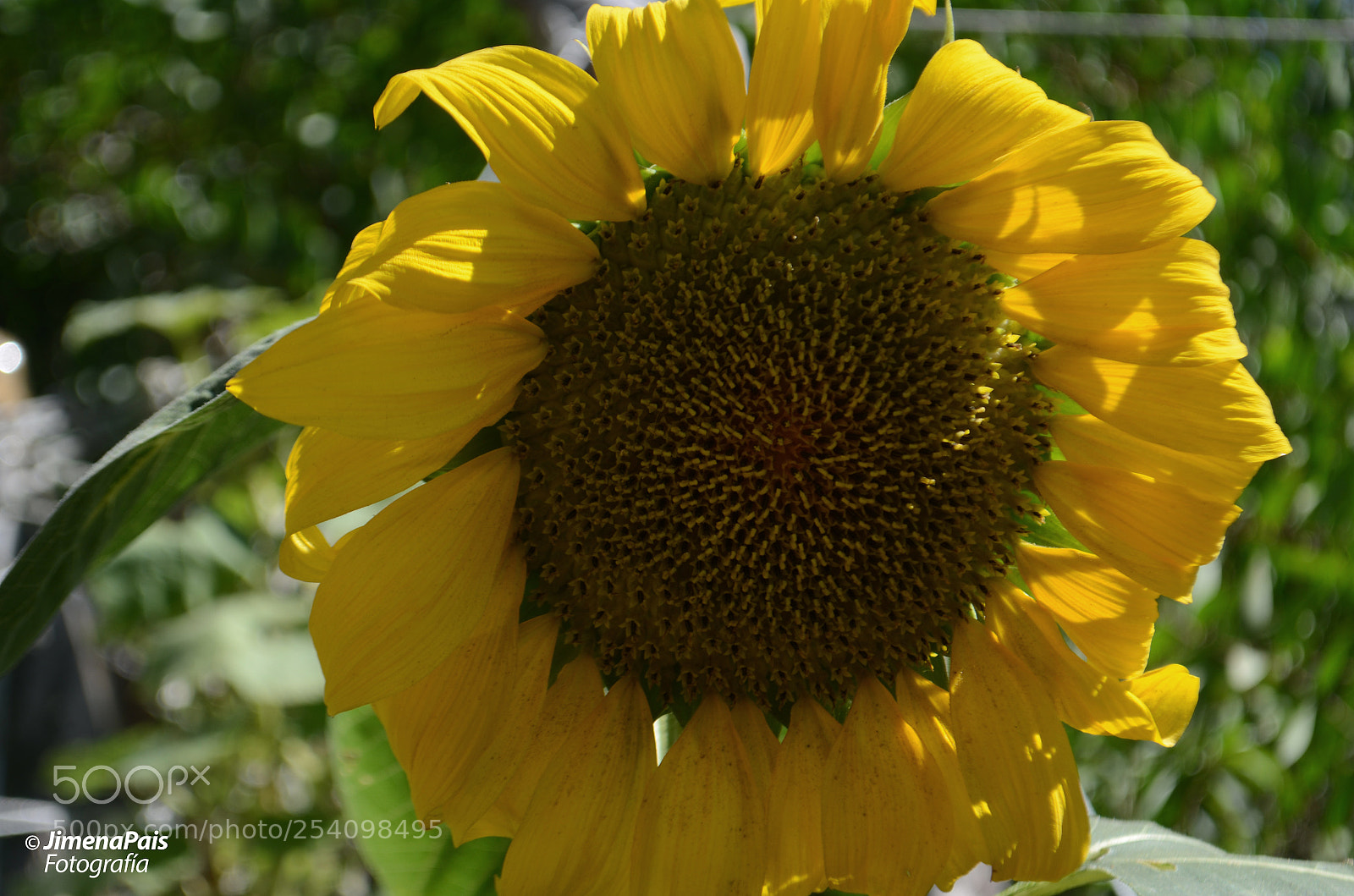 Nikon D5100 sample photo. Girando al sol photography
